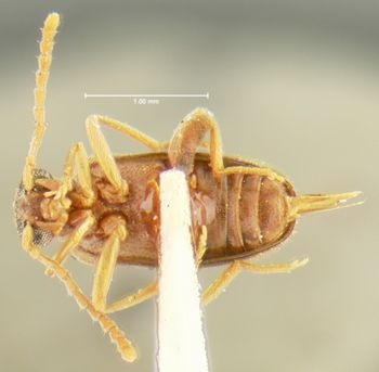 Media type: image;   Entomology 24335 Aspect: habitus ventral view